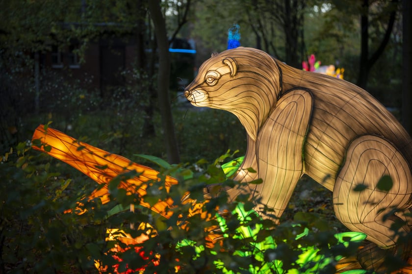 Wystawa Garden of Lights: Dzika Azja we wrocławskim zoo, październik 2024